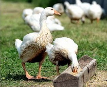 Які норми введення ріпакових продуктів у комбікорми для птиці